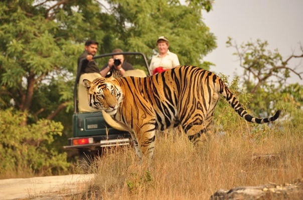 Safaris in Jaipur